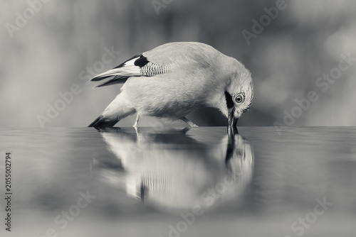 A Eurasian jay by the water in black and white
