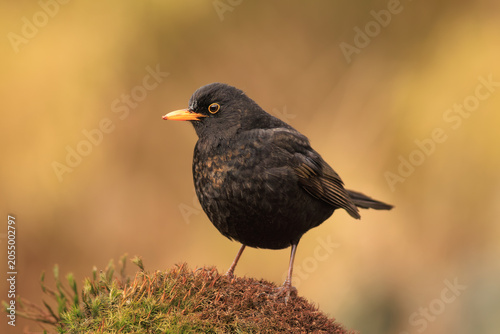 A blackbird standing on soft moss.
