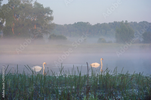 Slika na platnu two graceful white swans gliding on a misty lake at dawn, surrounded by lush gre