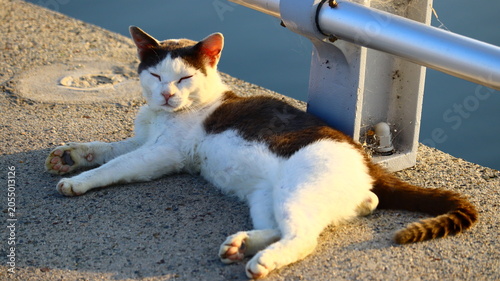 Vulnerable Stray Harbor Cat Resting Peacefully on Urban Pier in Sunlight