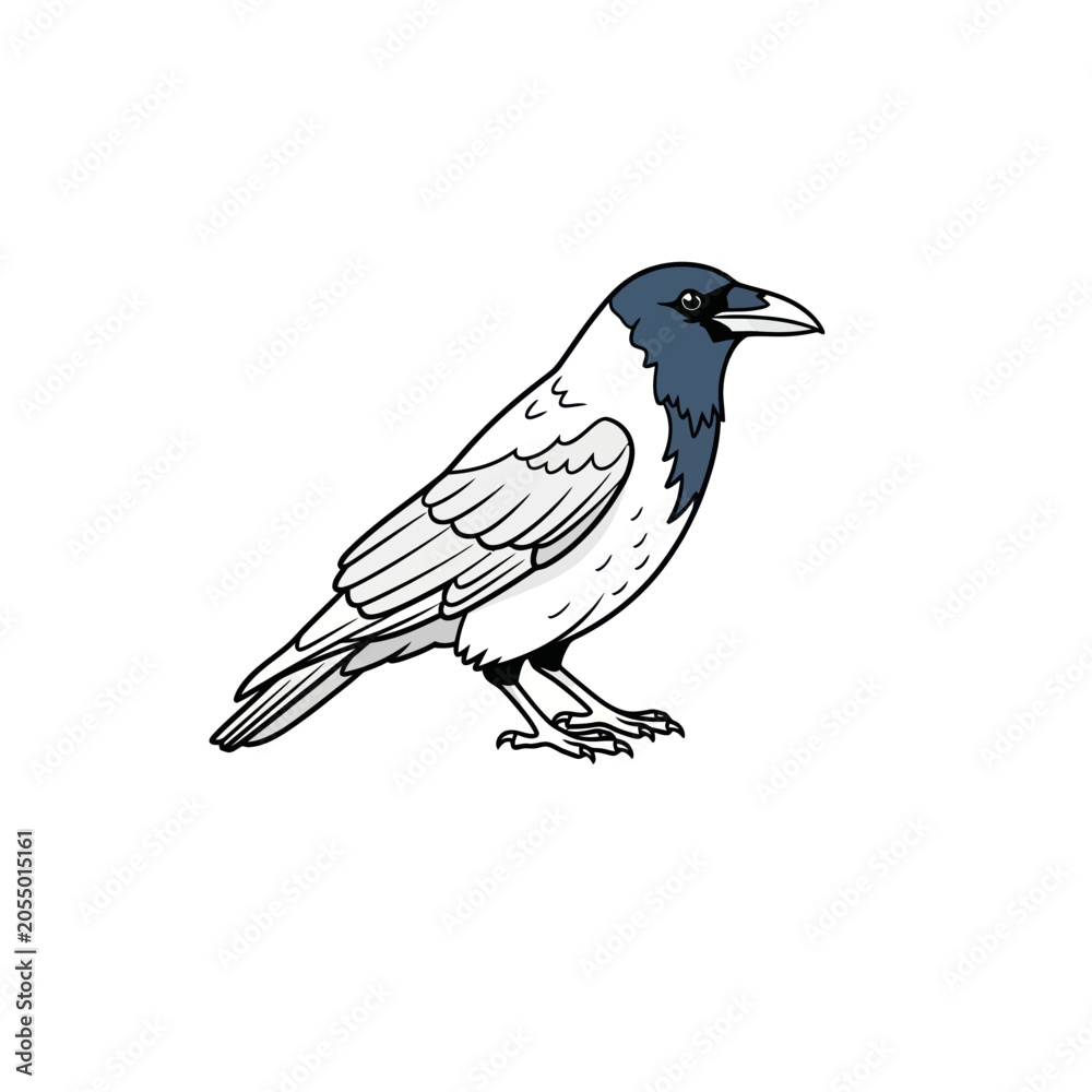 Fototapeta premium Stylized Hooded Crow Illustration Isolated on White