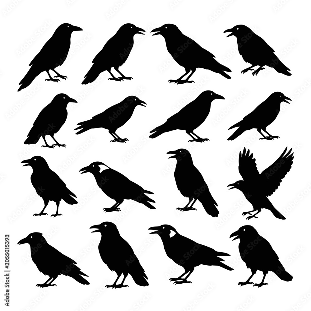 Fototapeta premium Black Crow and Raven Silhouette Collection