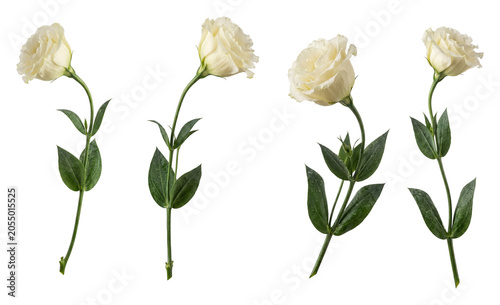 Elegant white lisianthus flowers (Eustoma) with fresh dew drops on stems