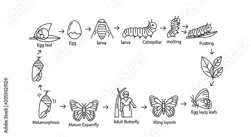 Life cycle of a butterfly illustration