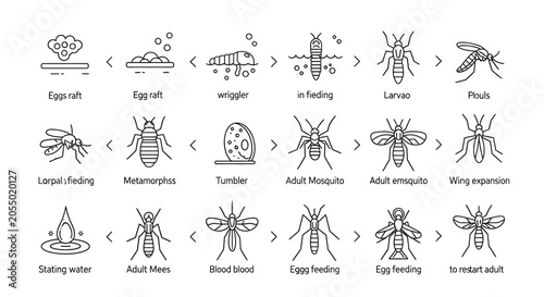 Mosquito life cycle infographic icons set