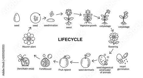 Plant lifecycle infographic with stages from seed to flower and fruit