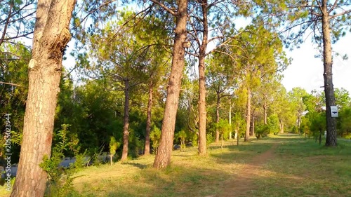 Sunlit Pine Forest Path with Tall Trees and Natural Woodland Landscape