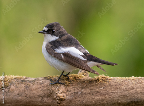 Pied Flycatcher male