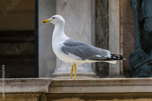 seagull on a post