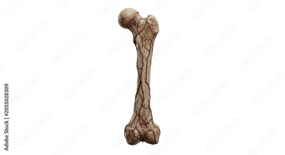 Fototapeta premium Human femur bone anatomy wrapped in red blood vessels