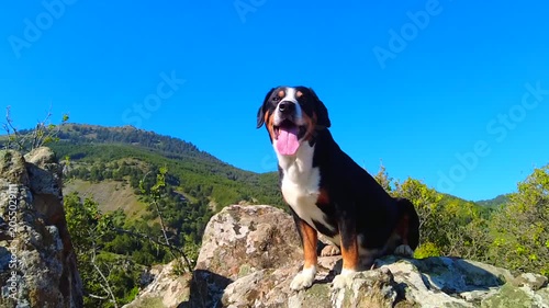 An Entlebucher mountain dog poses in the picturesque mountainous regions of Turkey on a summer morning.