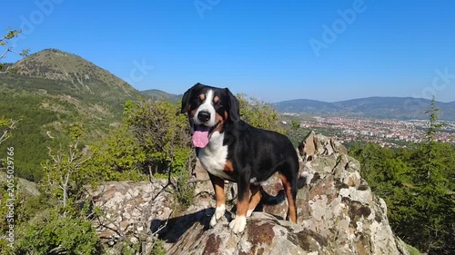 An Entlebucher Mountain Dog has climbed onto a high rock and is resting.