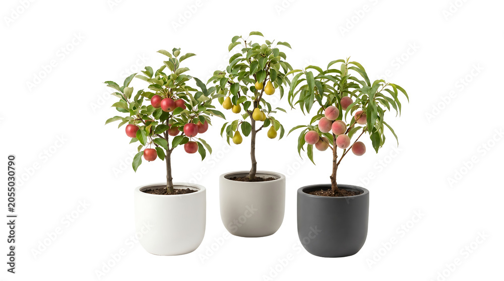 Fototapeta premium Three dwarf fruit trees, a plum, a pear, and a peach, are displayed in decorative pots against a white background.