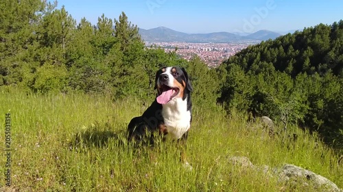 An Entlebucher mountain dog on a green lawn overlooking the city on a summer morning.