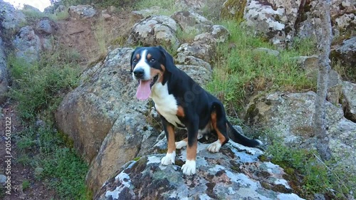 In the wild, the Entlebucher Mountain Dog loves the mountains.