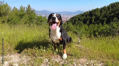 A dog rests on the grass during a walk in nature.