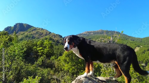 The Entlebucher Mountain Dog is an excellent climber in the wild.