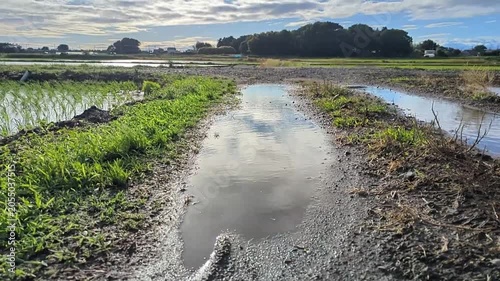 Slow‑motion tilt‑up shot of a puddle reflecting blue sky and clouds on a rural dirt farm road with rice fields in Japan