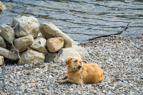 Foto Golden retriever dog resting on pebble shore of Lake Lugano Caslano Switzerland