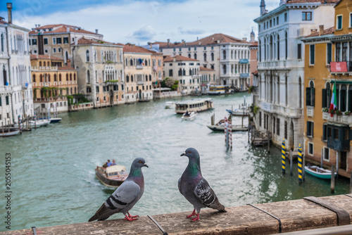 venice canal grande doves