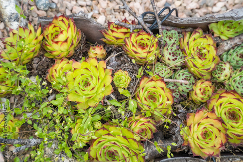 Foto Sempervivum succulents growing in stone gravel at cemetery Caslano Switzerland