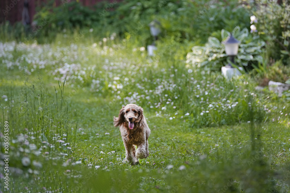 Naklejka premium Brown dog running through a grassy yard filled with white flowers and surrounded by a wooden fence and lush green plants in a serene outdoor setting