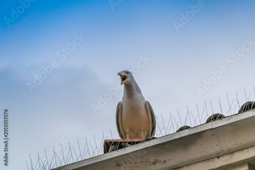 bird of prey