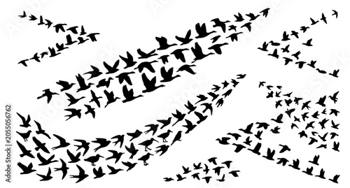 Canvastavla Dynamic Migratory Birds Flying Formation Vector Set on White Background