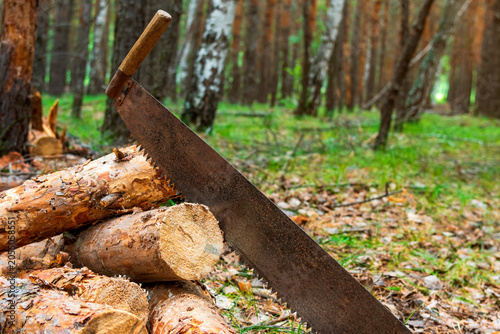 фотографія A rusty old-fashioned hand saw stands in a pile of cut pine logs in the woods