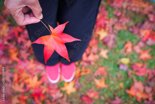 Red Japanese Maple Leaf in Hand with Colorful Autumn Foliage Background