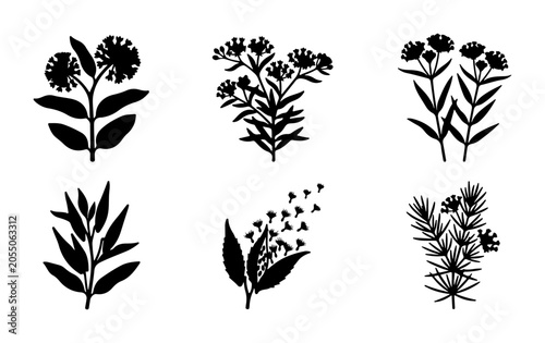 Botanical Illustrations, Floral Vector Elements, Plant Sprigs, Nature Graphics