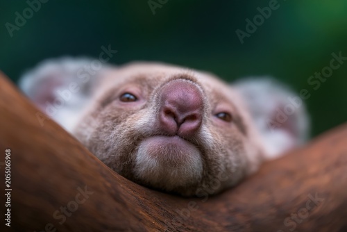 Koala resting peacefully on a tree branch in the forest