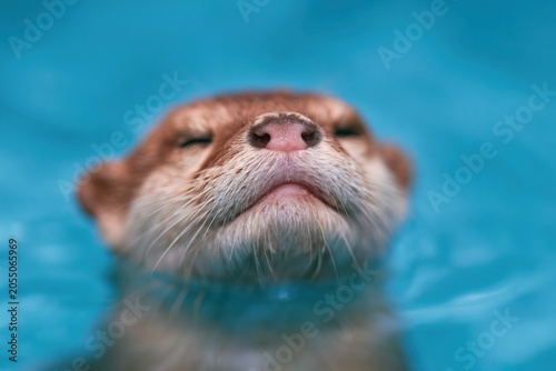 Otter enjoys a sunny swim in a sparkling blue pool on a warm day