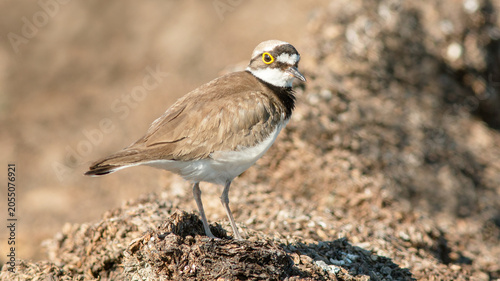 Foto red backed shrike