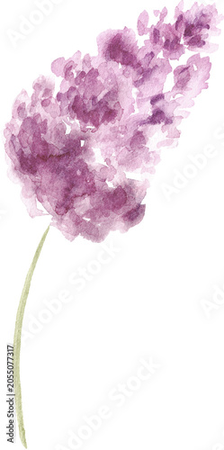 Watercolor Blooming Lilac Flower Clipart