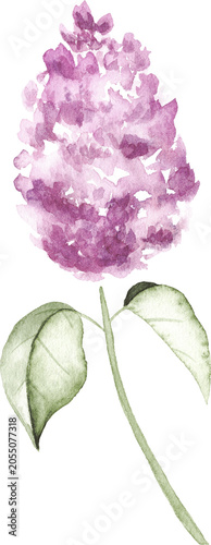 Watercolor Lilac Flower Stem Illustration