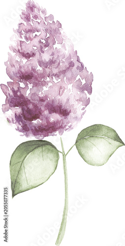 Watercolor Pink Lilac Blossom Branch