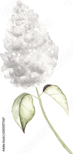 Watercolor White Lilac Flower Branch