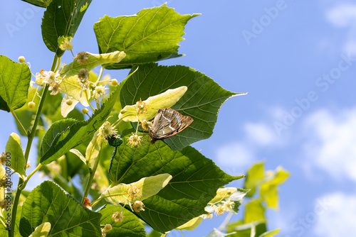 Bild auf Leinwand Butterfly and cockchafer on blooming linden tree branch