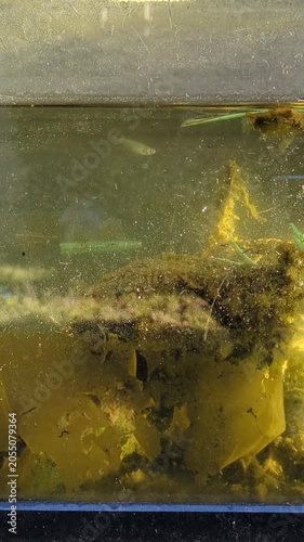 Vertical shot of a single medaka fish swimming in a mossy, sediment‑filled biotope tank in Japan