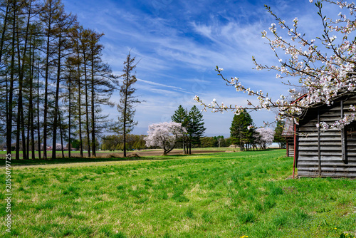 Konstfotografi 牧場の桜風景
