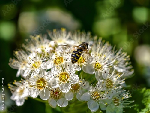 Foto Hoverfly (Syrphid fly) on white spirea flowers in a sunny summer garden