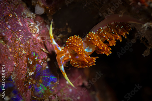 Fotografía Nudibranch @ Komodo, Indonesia