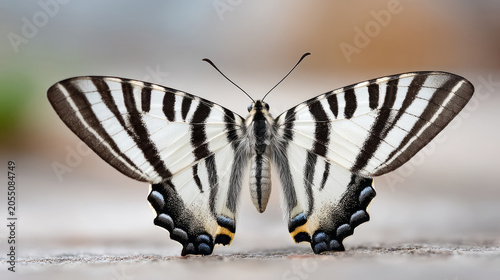 Close-up of a zebra swallowtail butterfly with extended wings