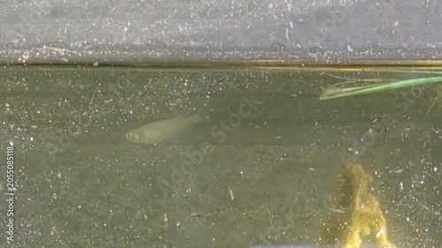 4K slow‑motion zoom shot of a single medaka fish swimming in a mossy, sediment‑filled biotope tank in Japan