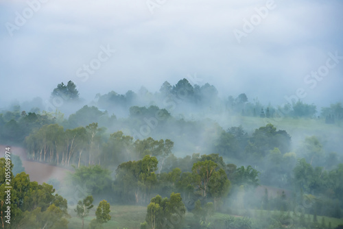 Misty Woodland Canopy: An ethereal landscape shrouded in a soft, dreamy mist, where rolling hills and verdant treetops emerge from the ethereal veil, creating a serene and mysterious atmosphere.
