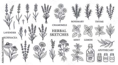 Botanical herbal sketches with lavender chamomile and apothecary jars