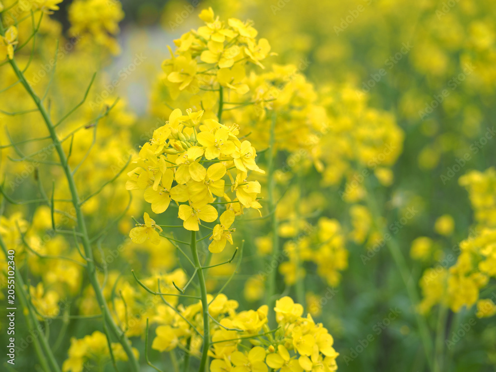 Fototapeta premium 植物 黄色の花 Flowers, flower fields 