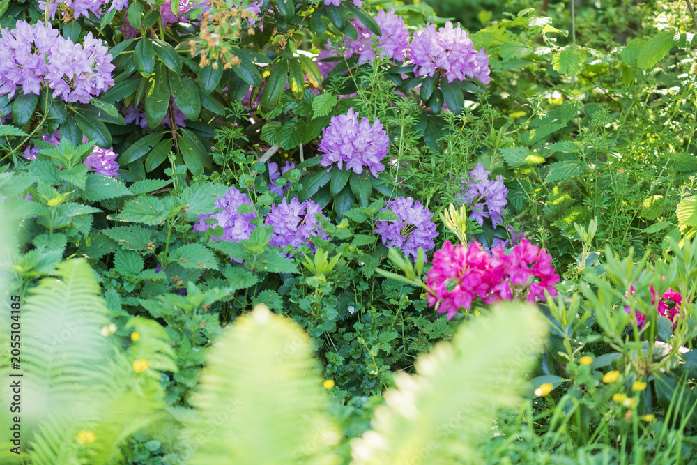 Obraz premium Blick in einen schönen Garten