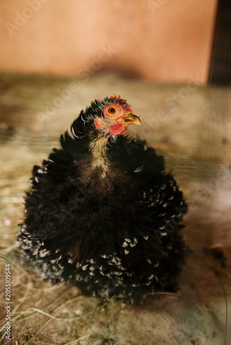 Domestic Frizzle chicken hen resting on straw bedding inside an agricultural poultry coop. Illustrating exotic poultry breeds and avian livestock farming.
